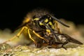 Common wasp (Vespula vulgaris) with prey Royalty Free Stock Photo