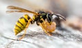 Common Wasp, Vespula vulgaris Scavaging old pear fruit Royalty Free Stock Photo