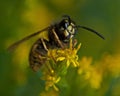 The common wasp, Vespula vulgaris Royalty Free Stock Photo