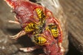 Common Wasps