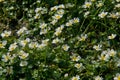 Common water-crowfoot in water Royalty Free Stock Photo