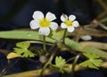 Common Water Crowfoot