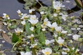 Common Water Crowfoot - Ranunculus aquatilis, Lopham Fen, Suffolk, England, UK Royalty Free Stock Photo