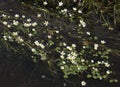 Common Water Crowfoot Royalty Free Stock Photo