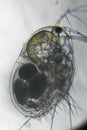 Common water fleas or Daphnia aquatic insect under microscope Royalty Free Stock Photo