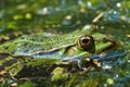 Common water frog Royalty Free Stock Photo