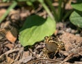 A common water frog or the edible frog sitting on the ground Royalty Free Stock Photo