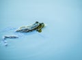 A common water frog or the edible frog swimming in the blue water Royalty Free Stock Photo