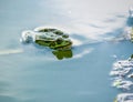 A common water frog or the edible frog swimming in the blue water Royalty Free Stock Photo