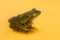 Common Water Frog in front of an orange background Royalty Free Stock Photo