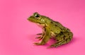 Common Water Frog Royalty Free Stock Photo