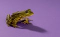 Common Water Frog Royalty Free Stock Photo