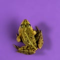 Common Water Frog Royalty Free Stock Photo