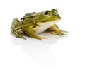 Common Water Frog in front of a white background Royalty Free Stock Photo