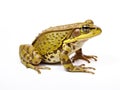 Common Water Frog in front of a white background Royalty Free Stock Photo