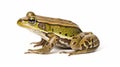 Common Water Frog in front of a white background. generative ai Royalty Free Stock Photo