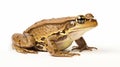 Common Water Frog in front of a white background. generative ai Royalty Free Stock Photo