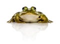 Common Water Frog in front of a white background