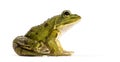 Common Water Frog in front of a white background Royalty Free Stock Photo