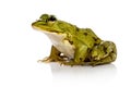 Common Water Frog in front of a white background Royalty Free Stock Photo