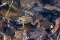 common water frog or green frog Royalty Free Stock Photo