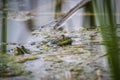 A common water frog, pelophylax esculentus, in the water. Pilsen, Czech Republic