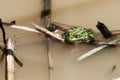 Common water frog resting on a reed plant floating in a pond