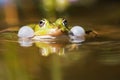 Common water frog with sound-bubbles Royalty Free Stock Photo