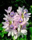 Common water hyacinth flower close up Royalty Free Stock Photo
