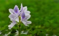 Common Water Hyacinth Flower Royalty Free Stock Photo