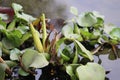 Common water hyacinth green plants display with selective focus. Royalty Free Stock Photo