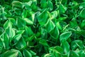 Common water hyacinth is a invasive plant floating on river. Royalty Free Stock Photo