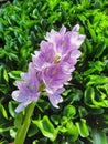 Common water hyacinth