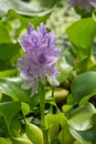 Common water hyacinth plant Royalty Free Stock Photo