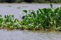 Common water hyacinth