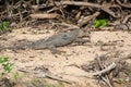 Common water Monitor Varanus salvator in Khao National Park