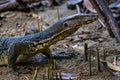 Common Water Monitor - Varanus salvator, portrait of beautiful large lizard from Asian fresh waters, Borneo Royalty Free Stock Photo