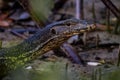 Common Water Monitor - Varanus salvator, portrait of beautiful large lizard from Asian fresh waters, Borneo Royalty Free Stock Photo