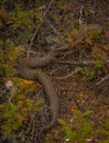 Common water snake basking in the sun Royalty Free Stock Photo