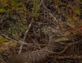 Common water snake basking in the sun Royalty Free Stock Photo