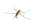 Common water strider