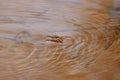 Common Water Strider (Gerris regimis) Royalty Free Stock Photo