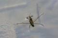 Common water strider