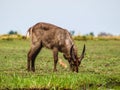 Common waterbuck