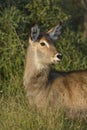 Common Waterbuck in high green grass in evening light.
