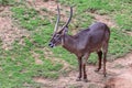 Common Waterbuck Kobus ellipsiprymnus Royalty Free Stock Photo