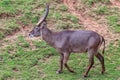 Common Waterbuck Kobus ellipsiprymnus Royalty Free Stock Photo