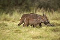 Common Waterbuck, kobus ellipsiprymnus, Female with Young standing on Grass, Kenya Royalty Free Stock Photo