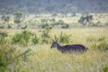 Common Waterbuck in Kruger National park, South Africa