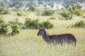 Common Waterbuck in Kruger National park, South Africa